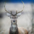 JUMBO ART - RUMBLED RED DEER - HUGE 1 Metre Square Canvas